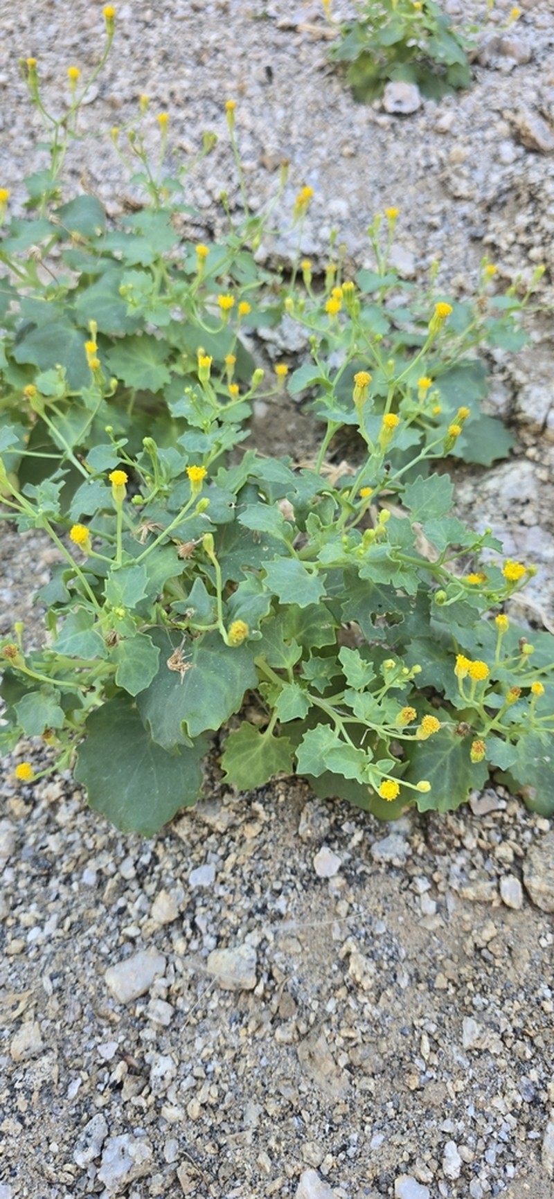 Senecio englerianus photo 8