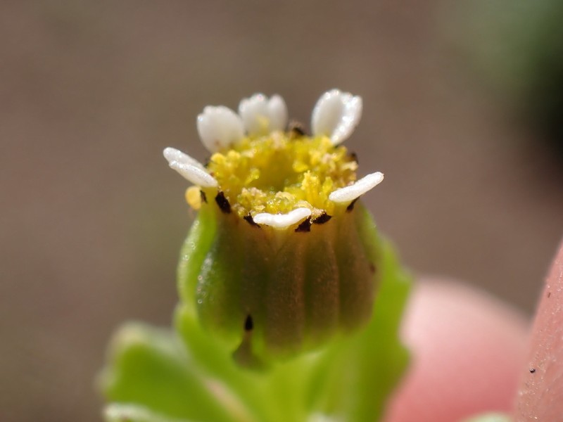 Senecio ephemerus