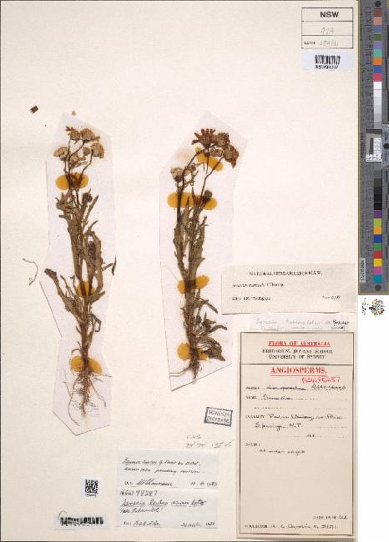 Senecio eremicola