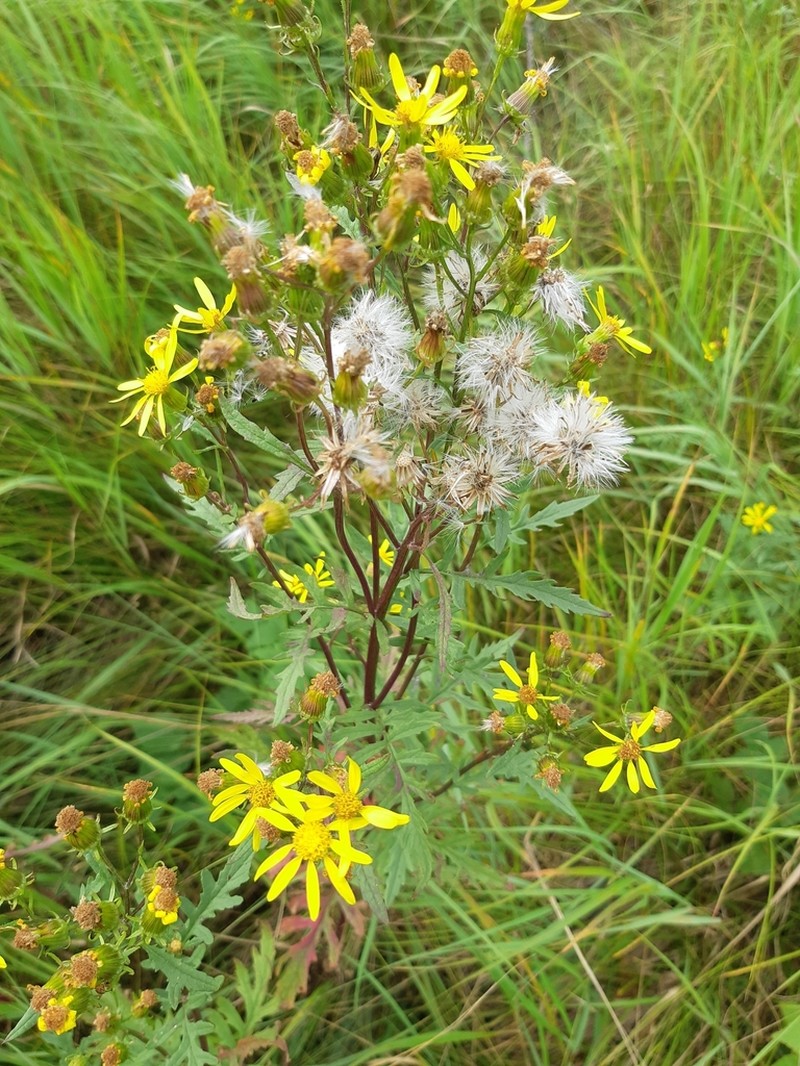 Desert Ragwort