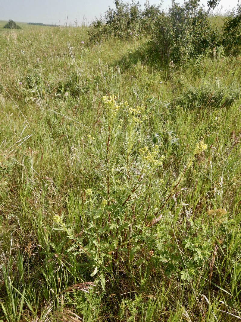 Desert Ragwort photo 2