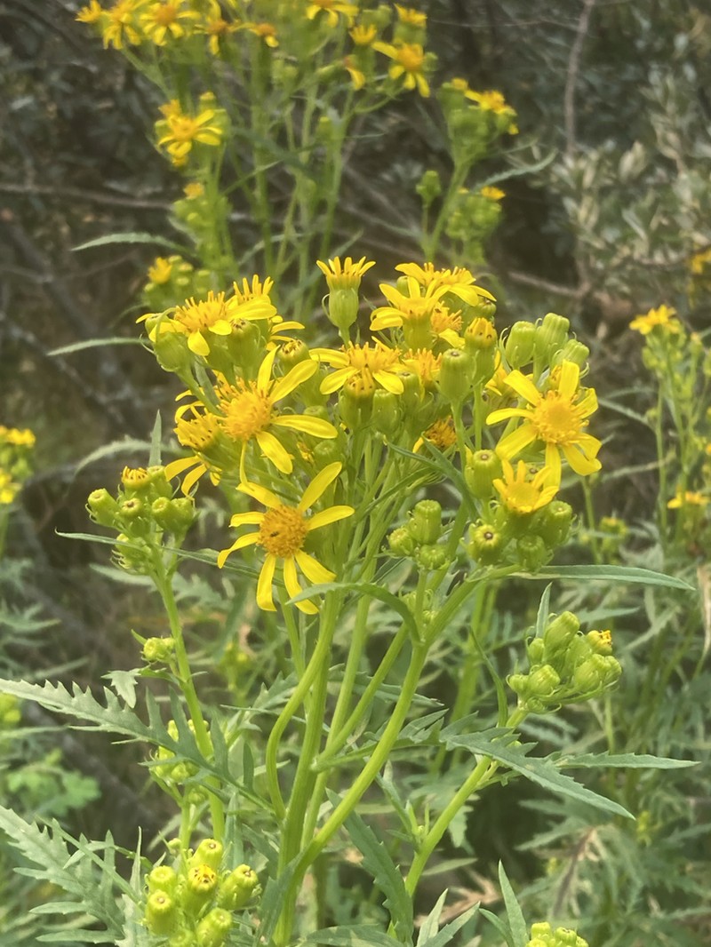 Desert Ragwort photo 3