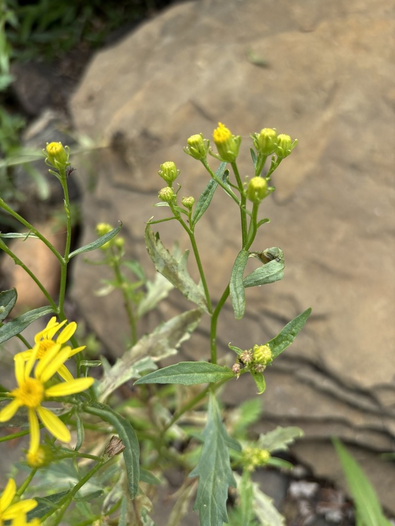 Desert Ragwort photo 4