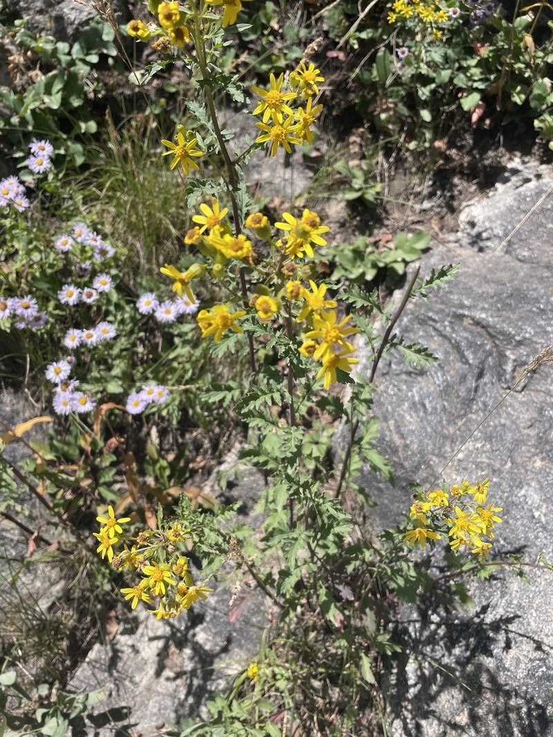 Desert Ragwort photo 5