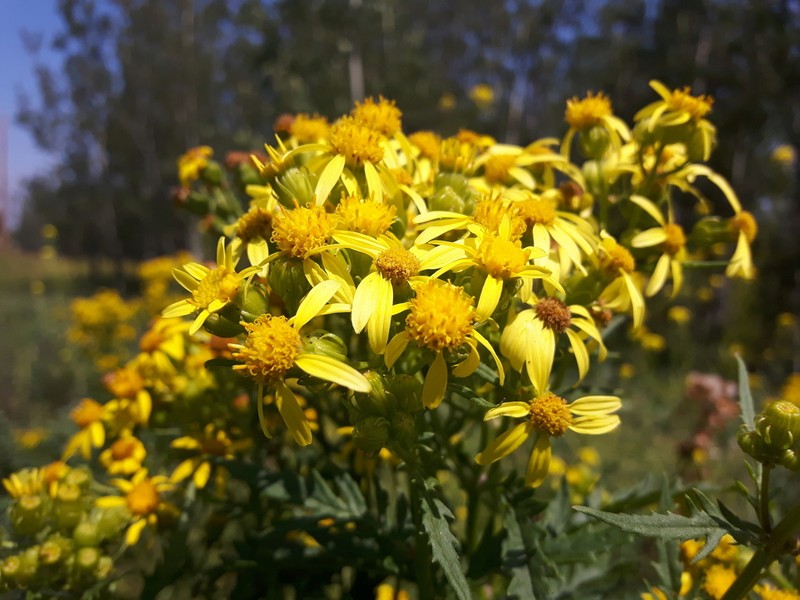 Desert Ragwort photo 7