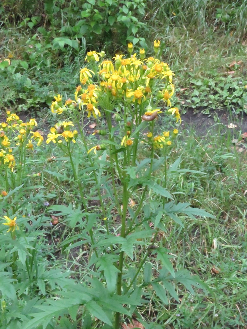 Desert Ragwort photo 8