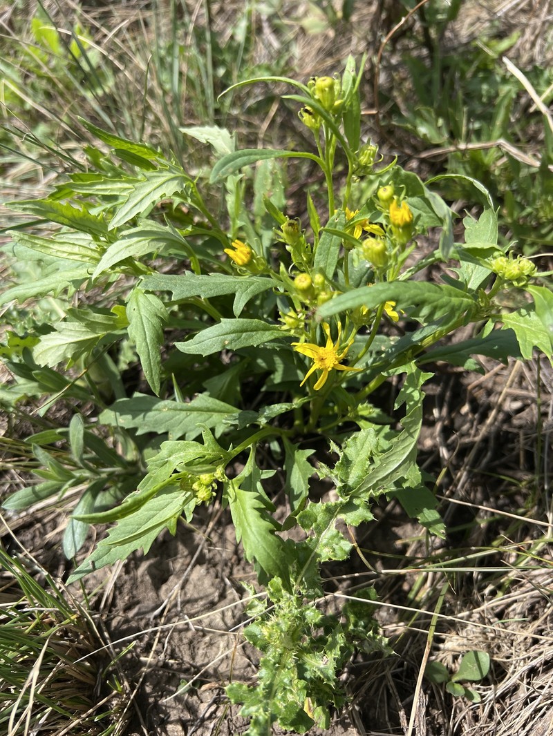 Senecio eremophilus var. eremophilus