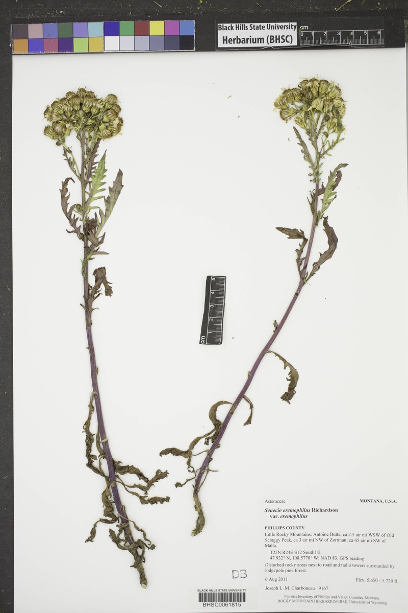 Senecio eremophilus var. eremophilus photo 2