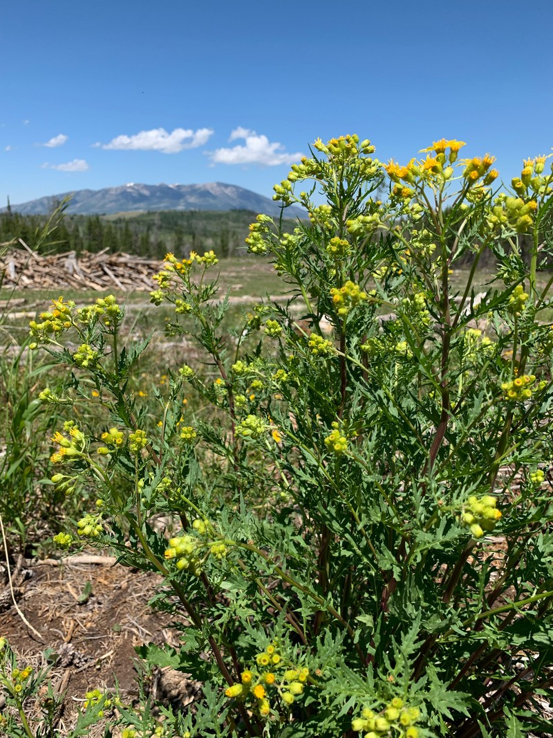 Senecio eremophilus var. kingii