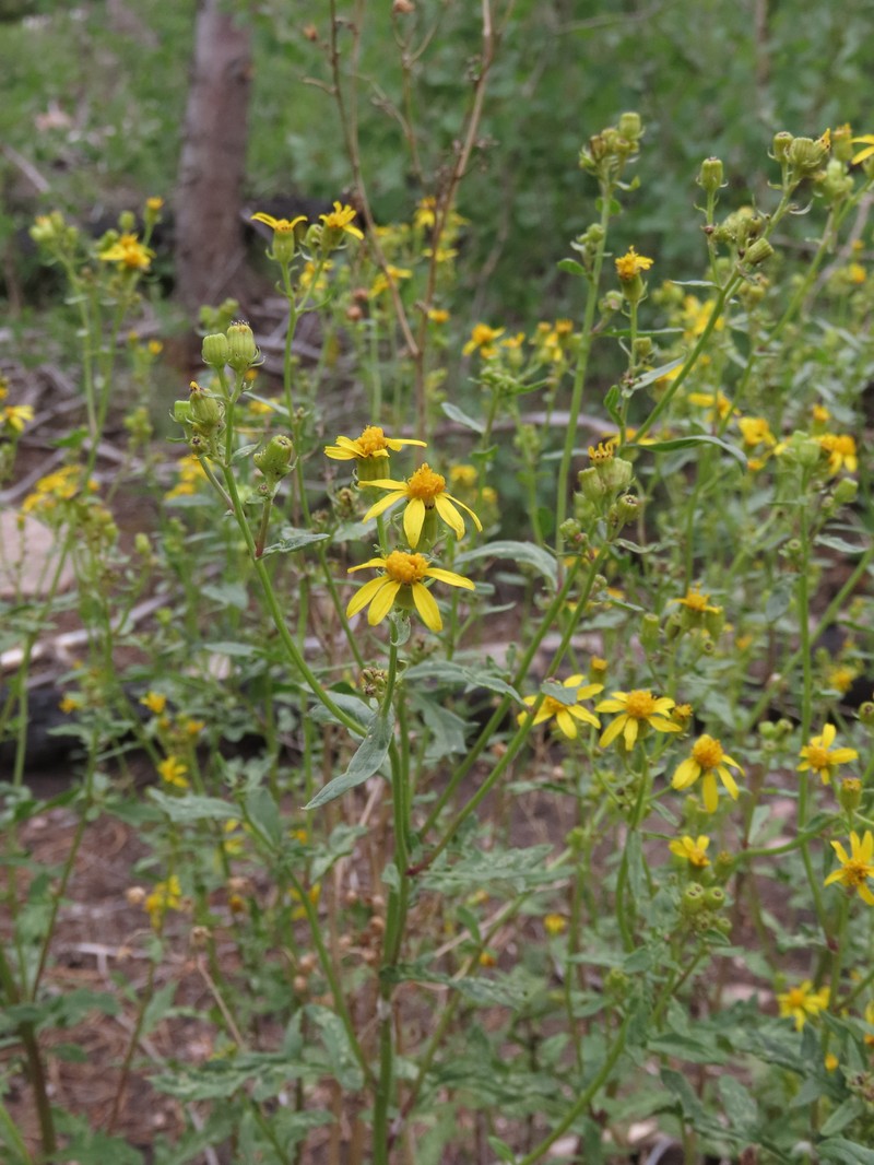 Senecio eremophilus var. kingii photo 2