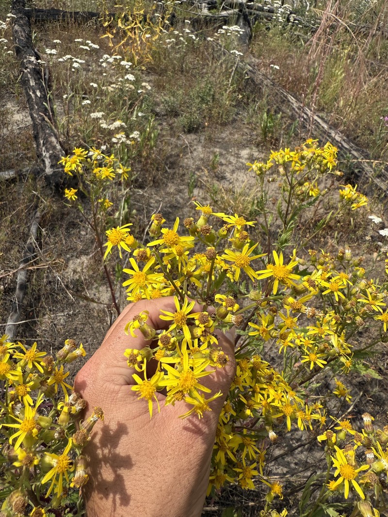 Senecio eremophilus var. kingii photo 3