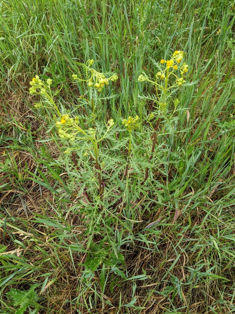 Senecio eremophilus var. kingii photo 4