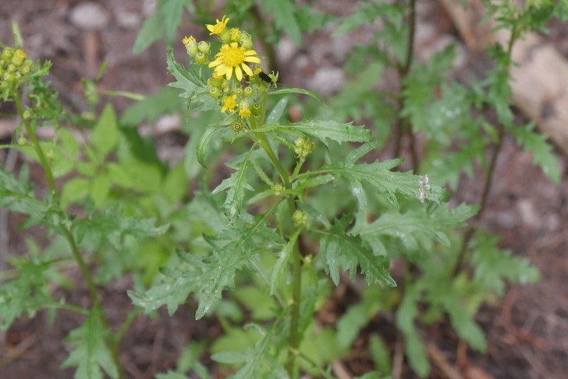 Senecio eremophilus var. kingii photo 5