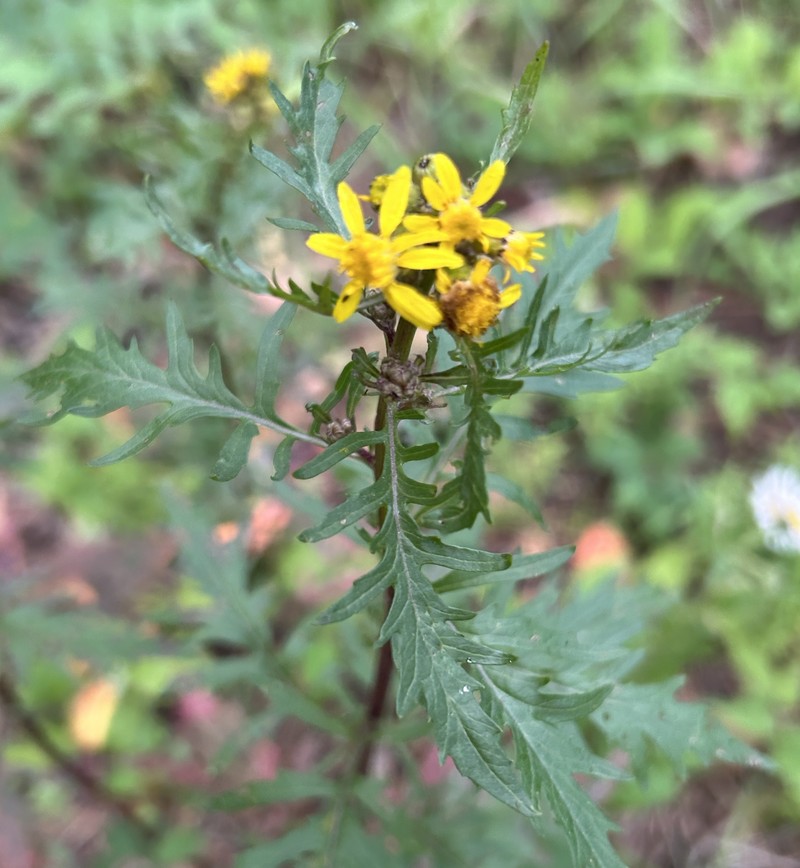 Senecio eremophilus var. kingii photo 6