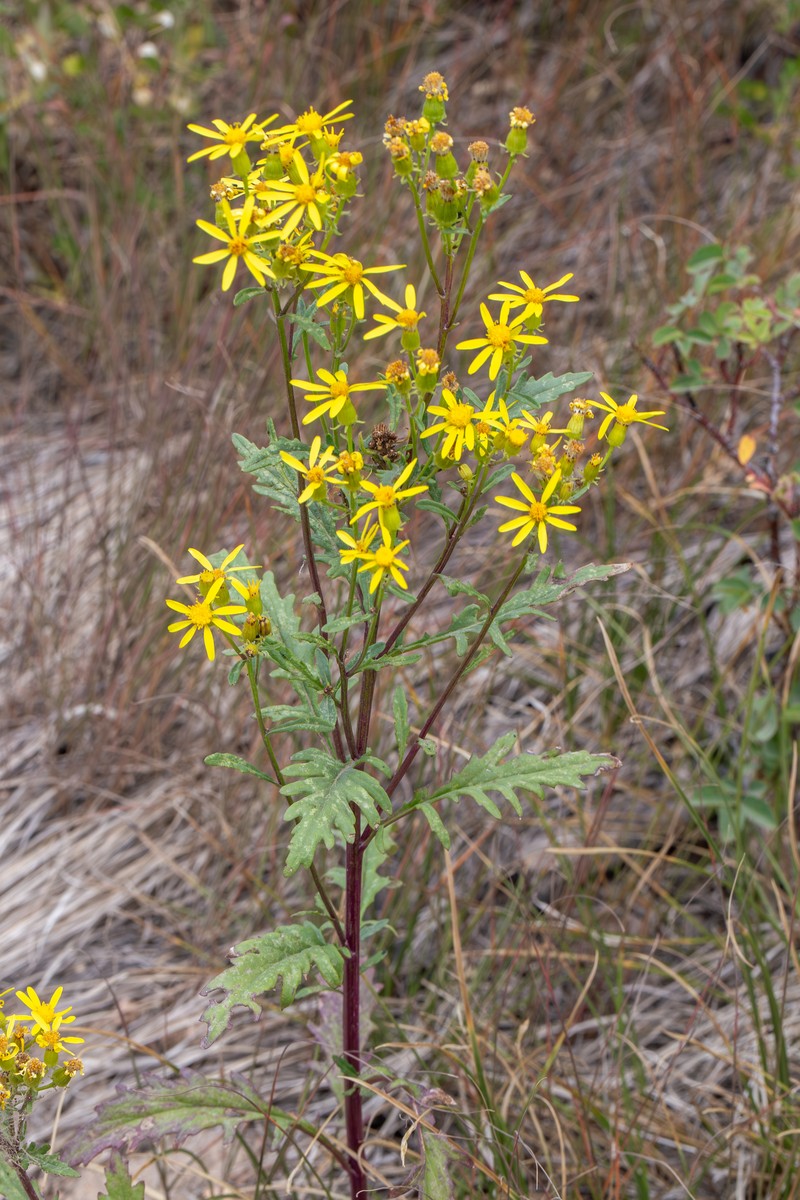 Senecio eremophilus var. kingii photo 7