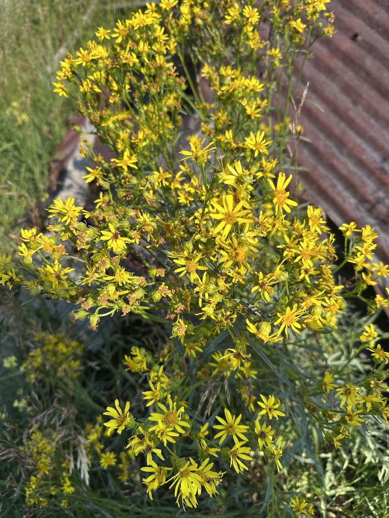Senecio eremophilus var. kingii photo 8