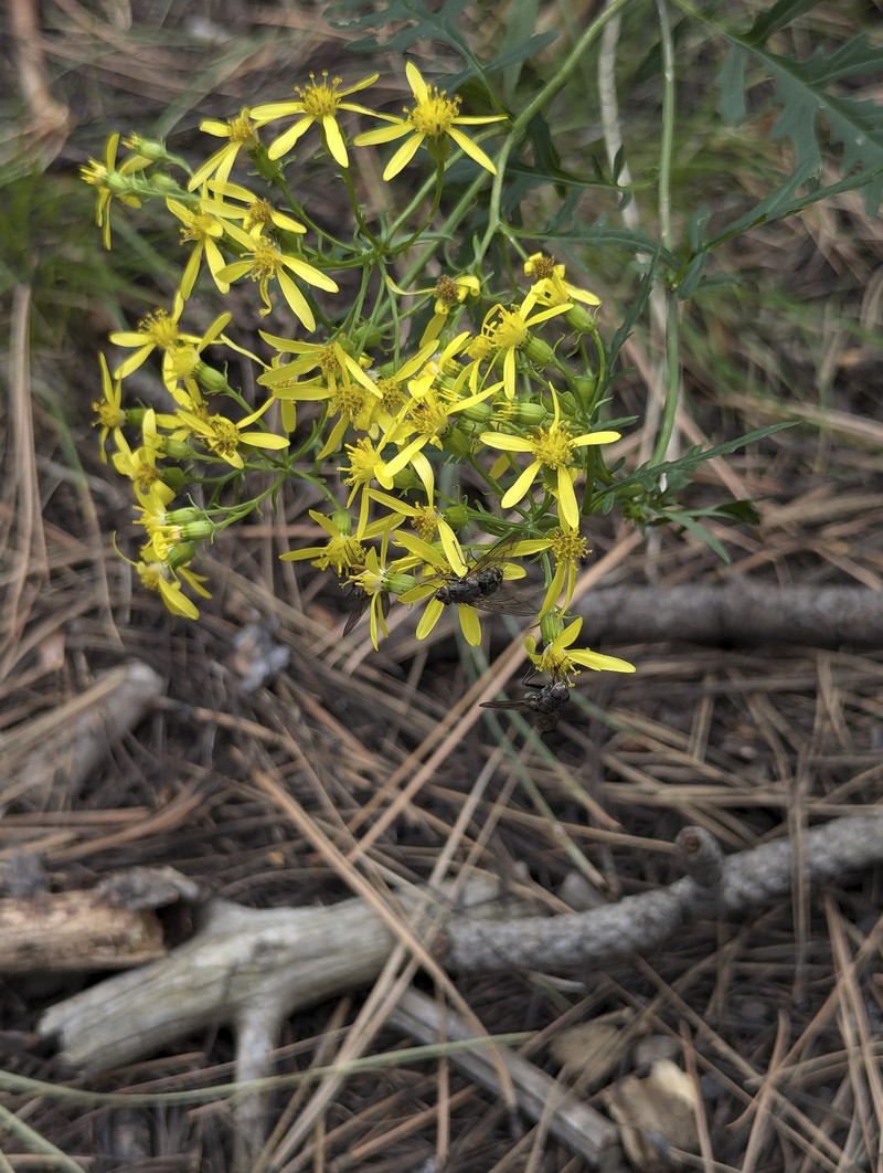 Senecio eremophilus var. macdougalii