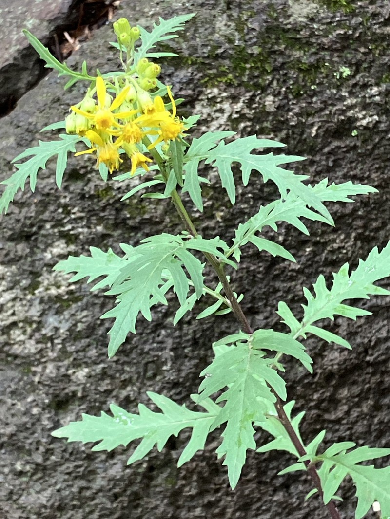 Senecio eremophilus var. macdougalii photo 2
