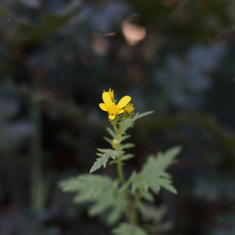 Senecio eremophilus var. macdougalii photo 3
