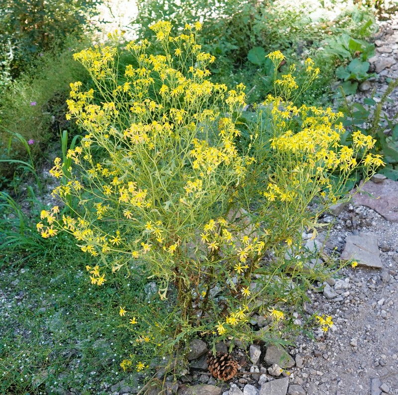Senecio eremophilus var. macdougalii photo 4