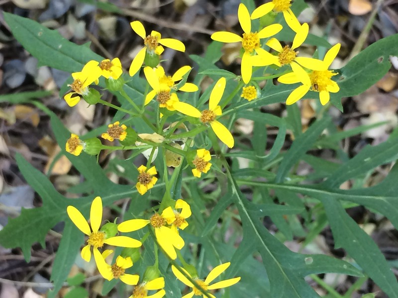 Senecio eremophilus var. macdougalii photo 5