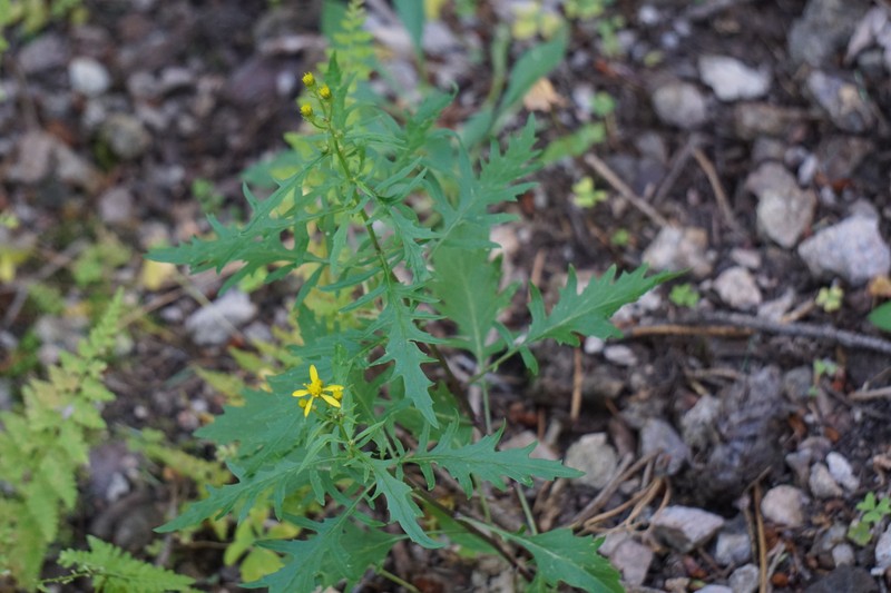 Senecio eremophilus var. macdougalii photo 6