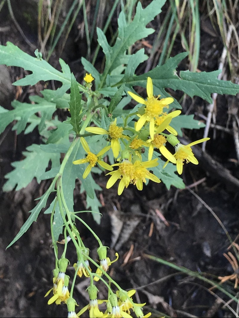 Senecio eremophilus var. macdougalii photo 7