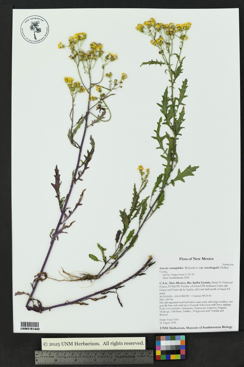 Senecio eremophilus var. macdougalii photo 8