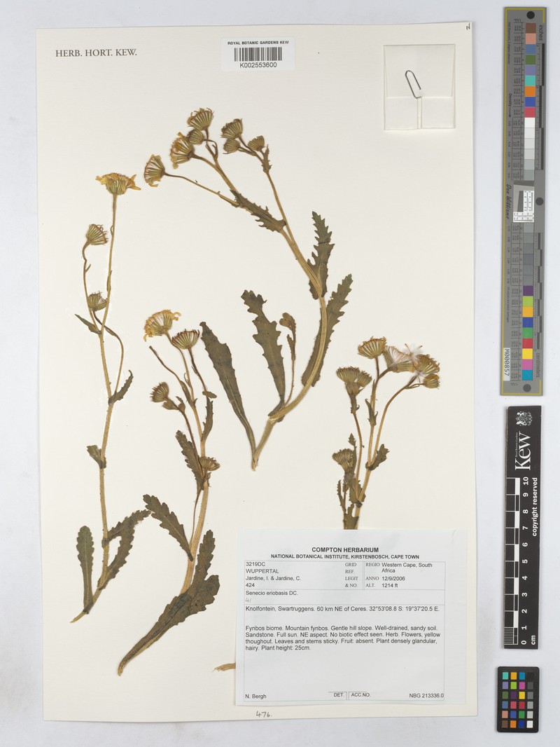Senecio eriobasis