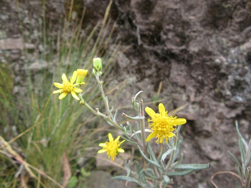 Senecio eriocladus