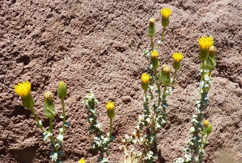 Senecio eriophyton