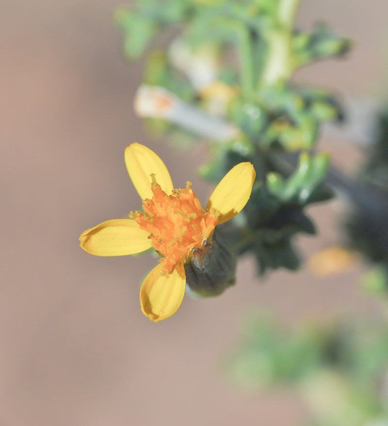 Senecio eriophyton photo 2