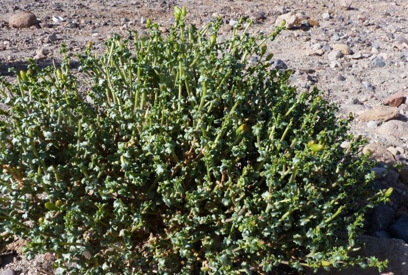 Senecio eriophyton photo 3