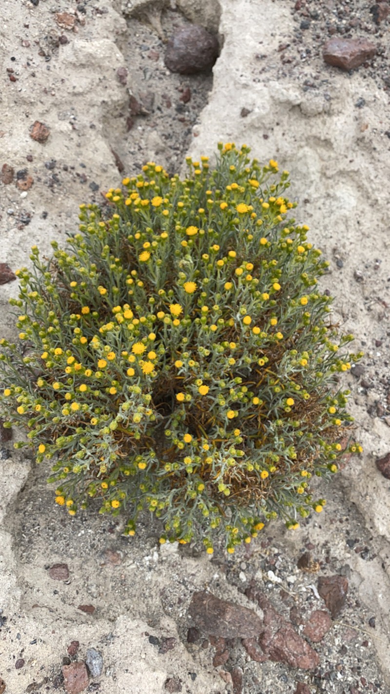 Senecio eriophyton photo 4