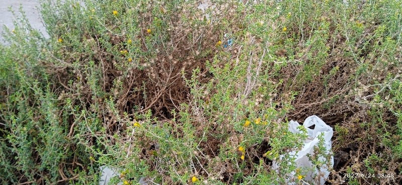 Senecio eriophyton photo 5