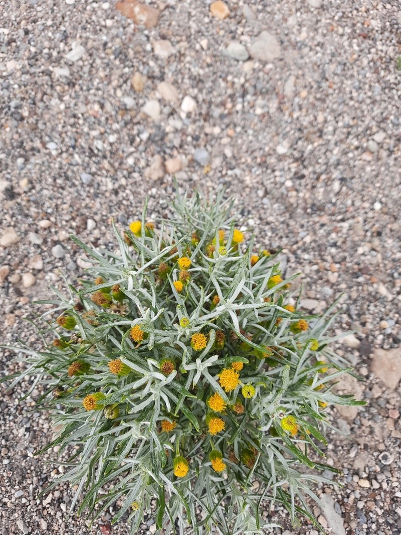 Senecio eriophyton photo 6