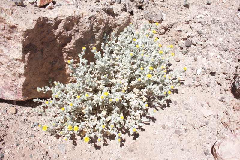 Senecio eriophyton photo 7