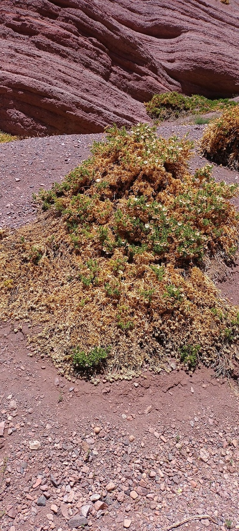 Senecio eriophyton photo 8
