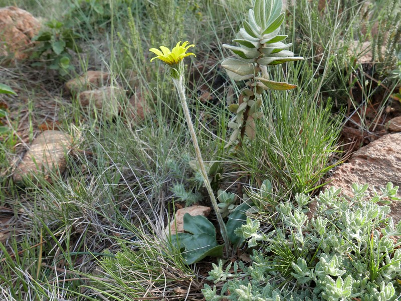Senecio eriopus