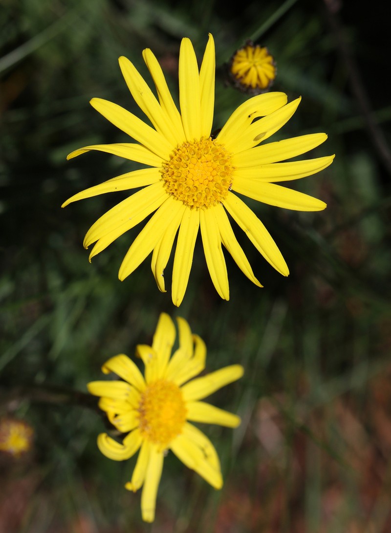 Senecio eriopus photo 2