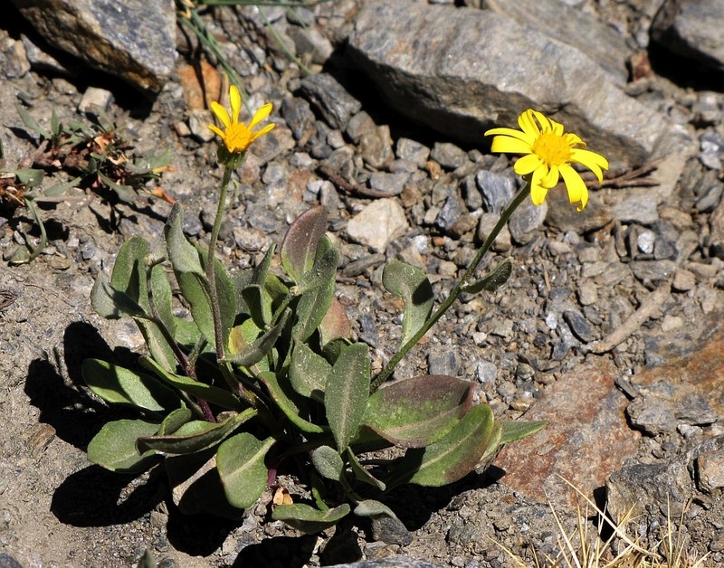 Senecio eriopus photo 3
