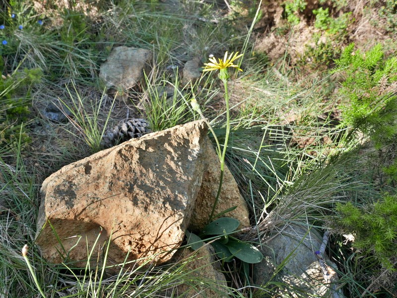 Senecio eriopus photo 5