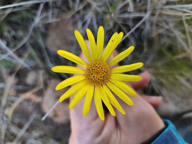 Senecio eriopus photo 6