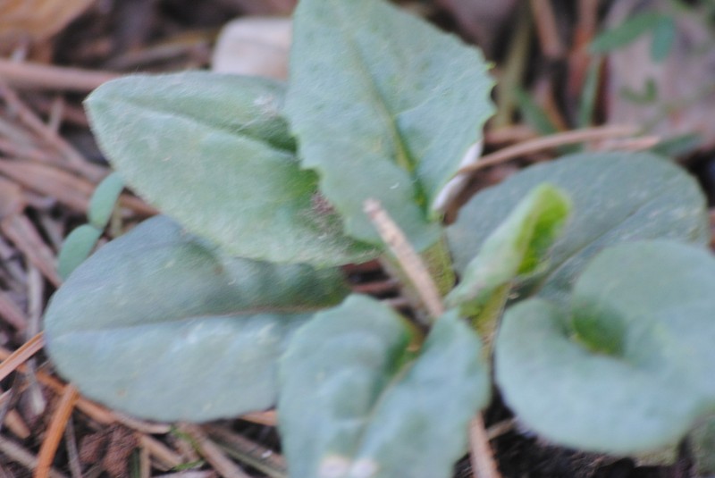 Senecio eriopus photo 7