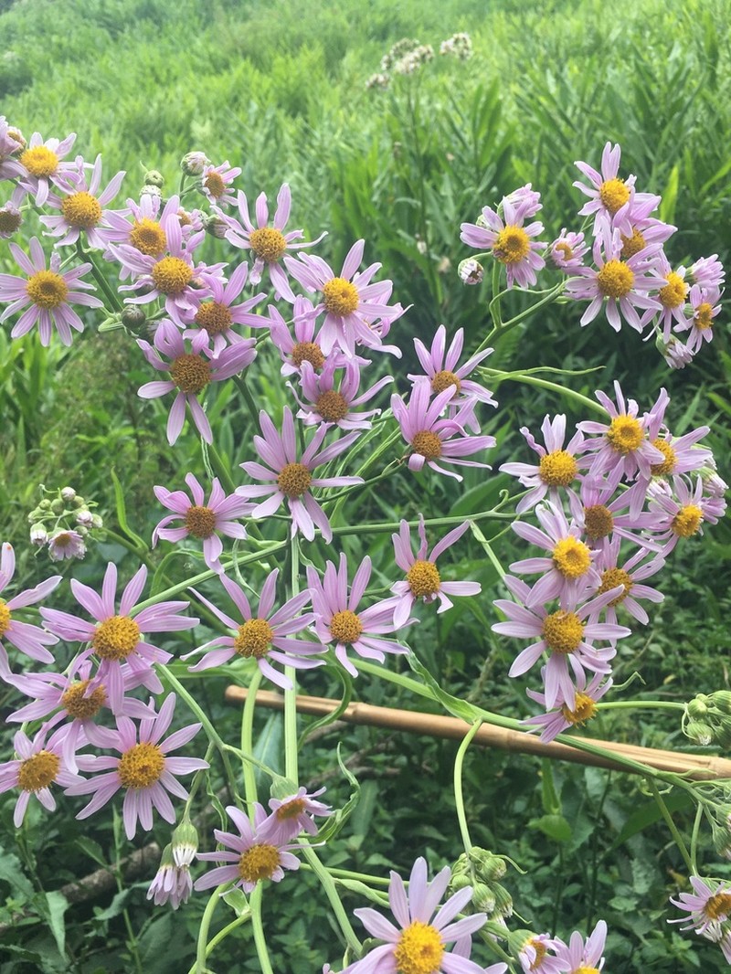 Senecio erisithalifolius