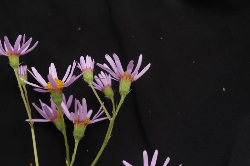 Senecio erisithalifolius photo 3