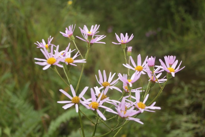 Senecio erisithalifolius photo 4