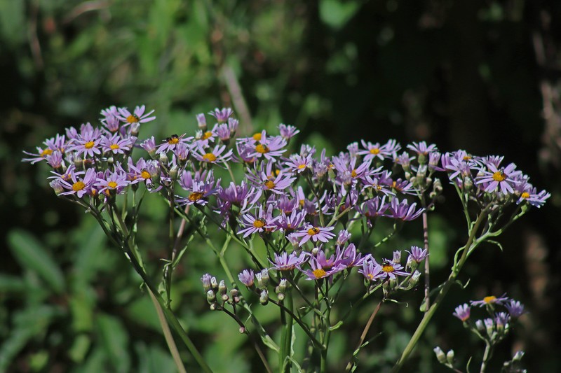 Senecio erisithalifolius photo 6