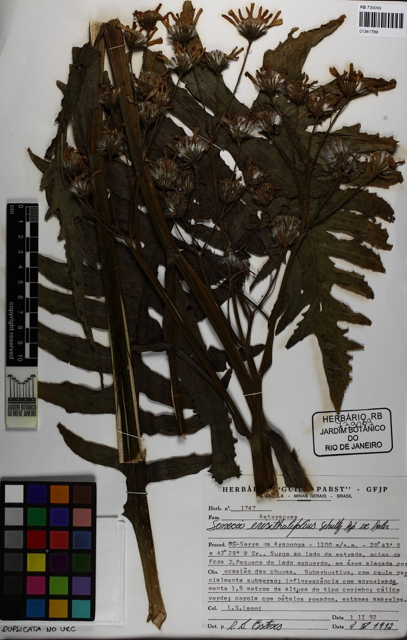 Senecio erisithalifolius photo 8