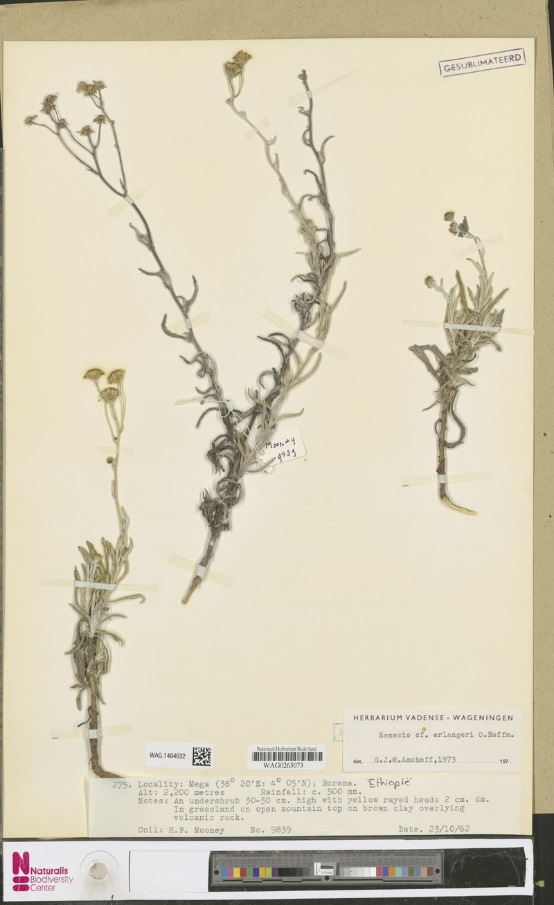 Senecio erlangeri